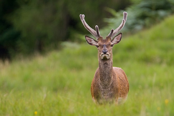 Rothirsch Cervus elaphus